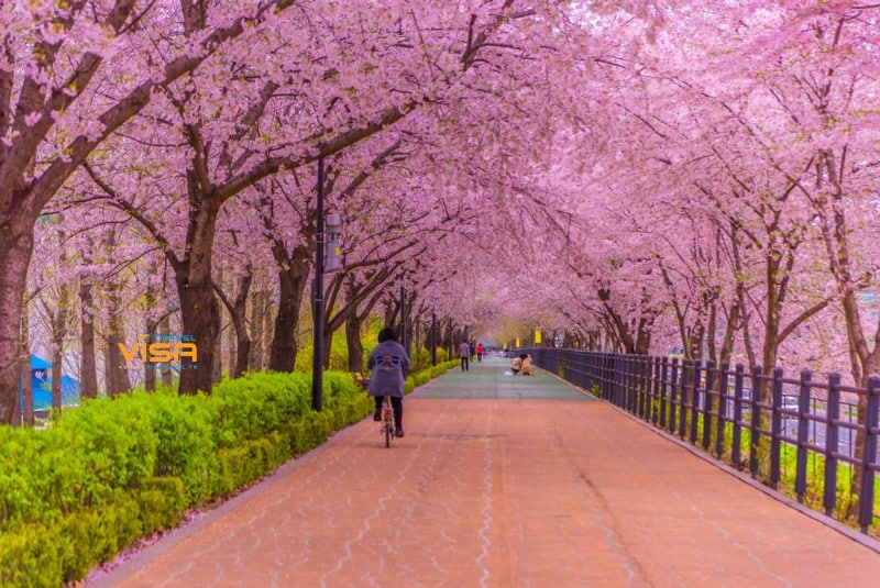 Du lịch Hàn Quốc vào mùa xuân có gì thú vị ? 1