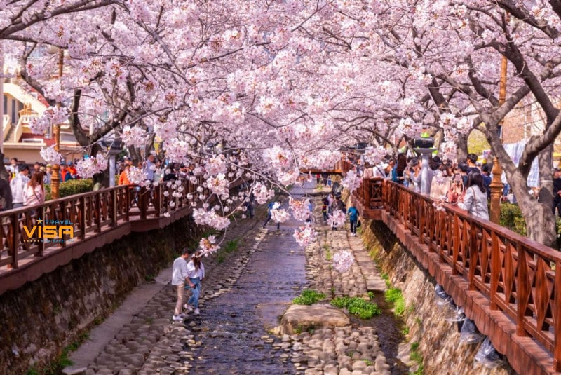 Du lịch Hàn Quốc vào mùa xuân có gì thú vị ? 3