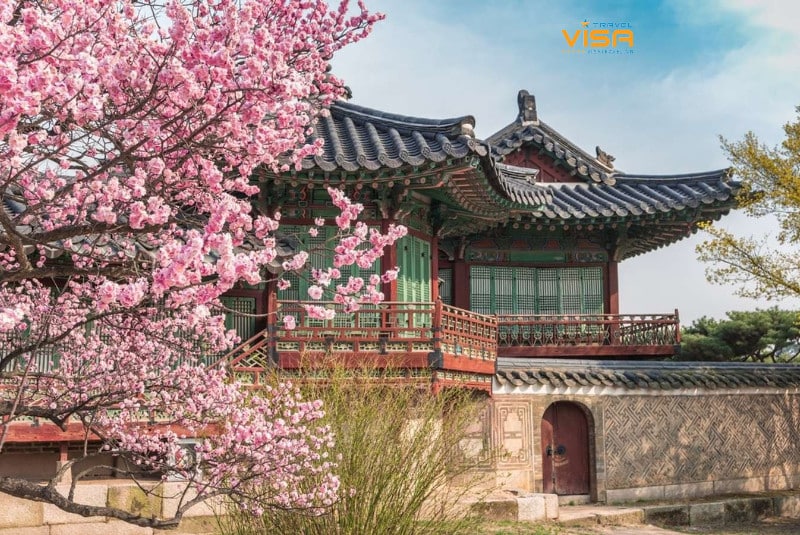 Du lịch Hàn Quốc vào mùa xuân có gì thú vị ? 5